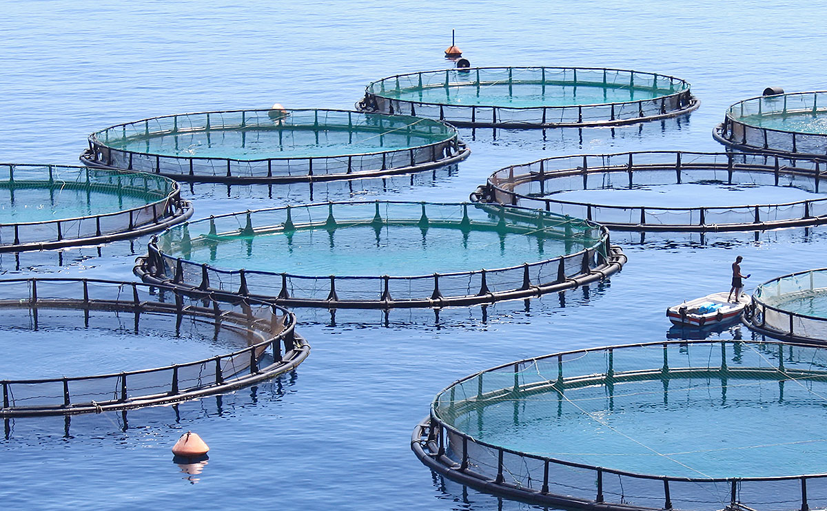 Automated fish farming business in india