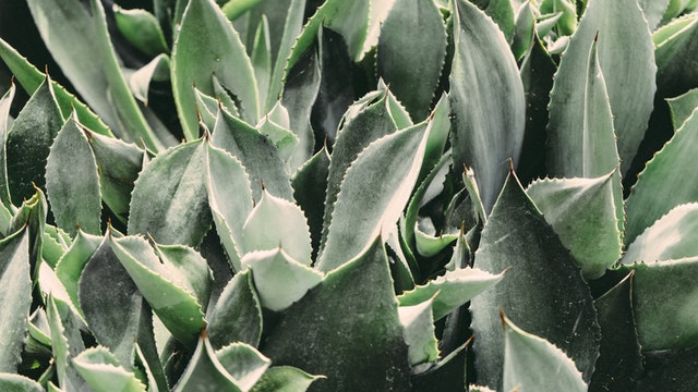 How to Start Aloe Vera Farming Business How to Start Aloe Vera Farming Business