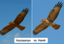 Kacsaanyo vs American hawk