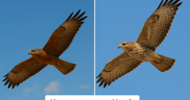 Kacsaanyo vs American hawk